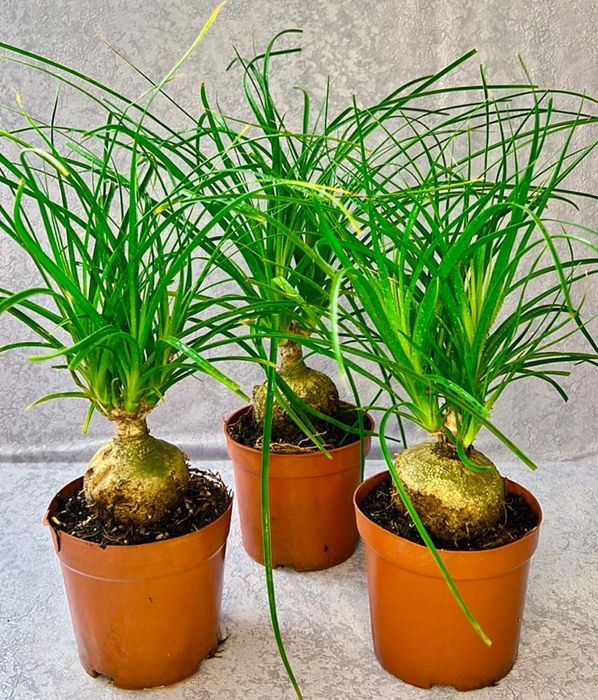 Шеффлера шикарная  70-80 см