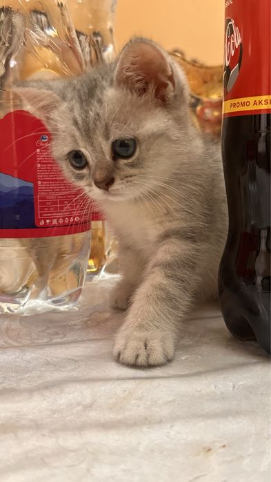 Продаётся кошка серебристая шиншилла девочка