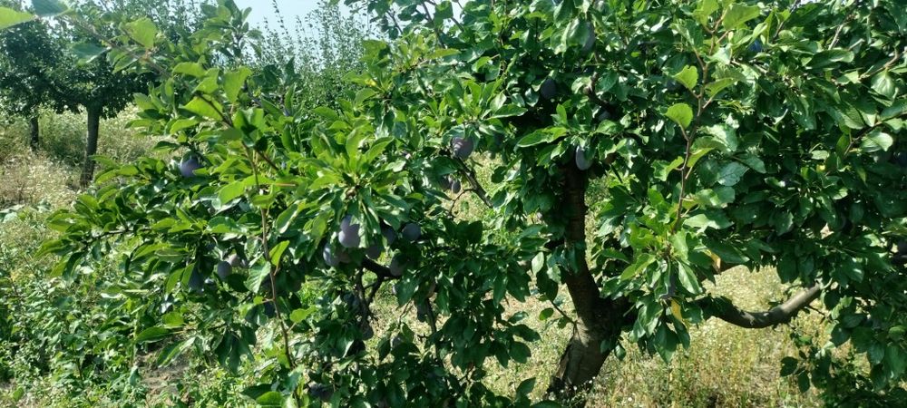 Prune de vanzare