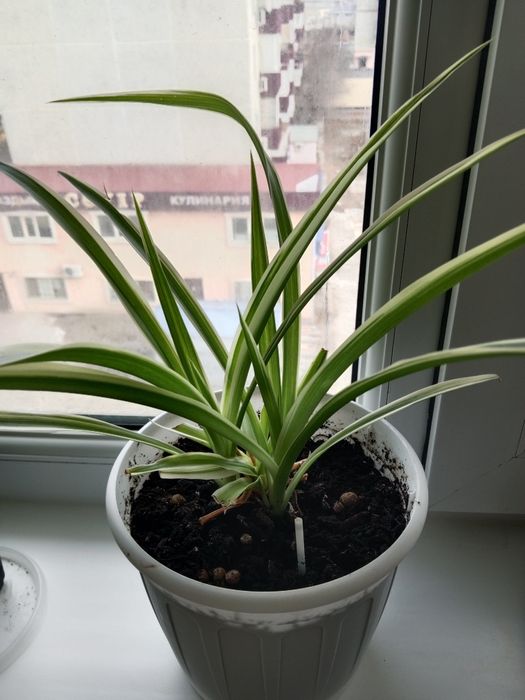 Растения  разные