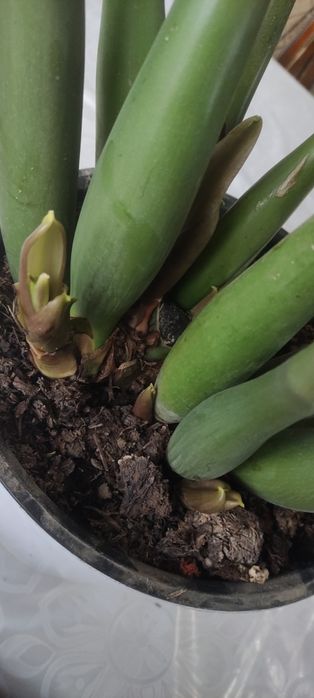 Замиокулькос или долларовое дерево