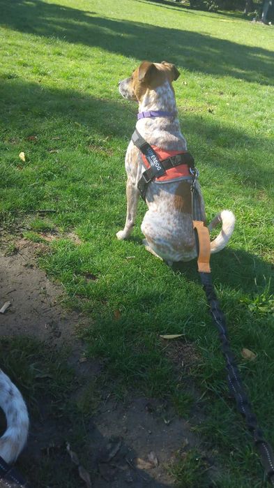 Разхождане на кучета