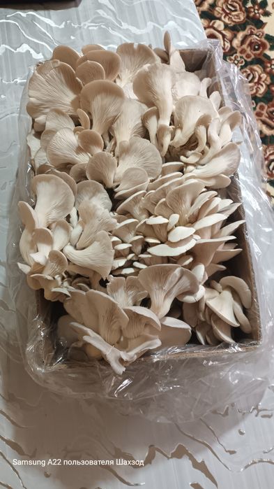 Қузиқорин вишинка навидан оптим