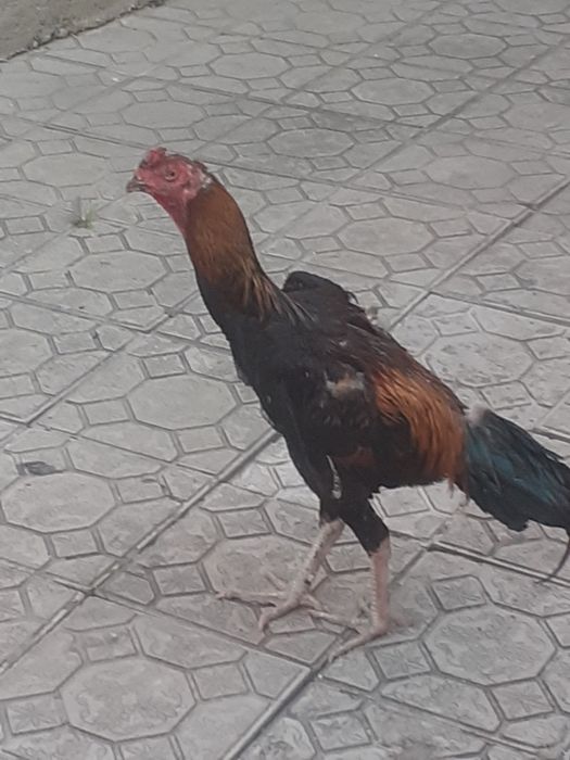 Xoroz sotiladi srochno