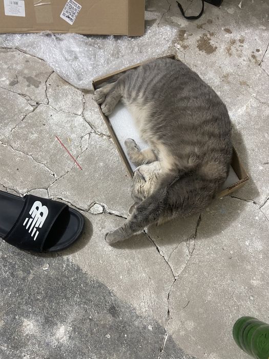 Отдам даром кошку