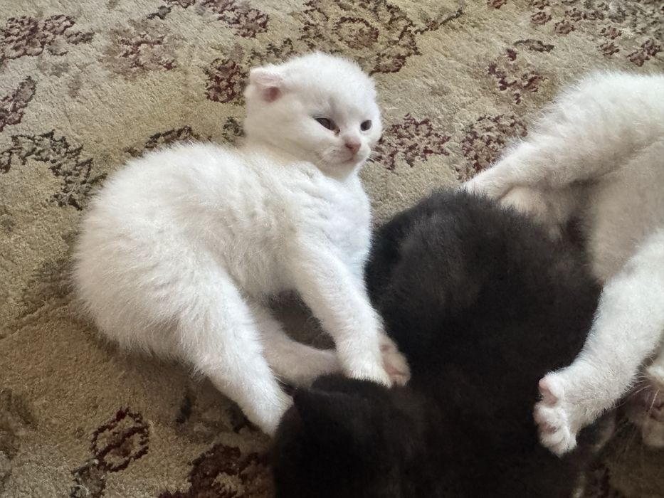Шотландские котята