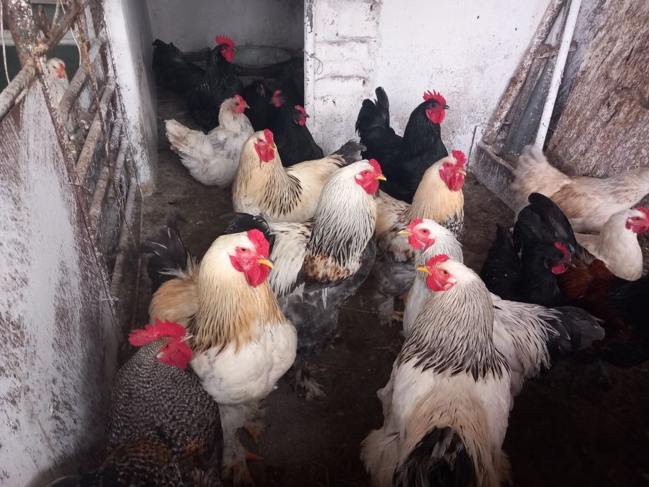 Vând cocoși brahma și austalorp!