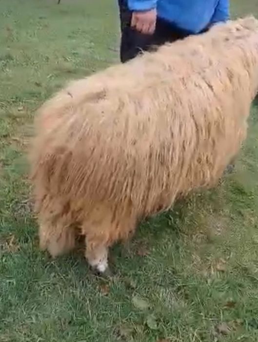 Vând doi berbeci unu breazd și unu oacheș