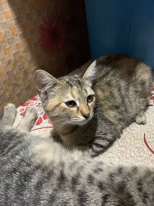 Котята полосатые