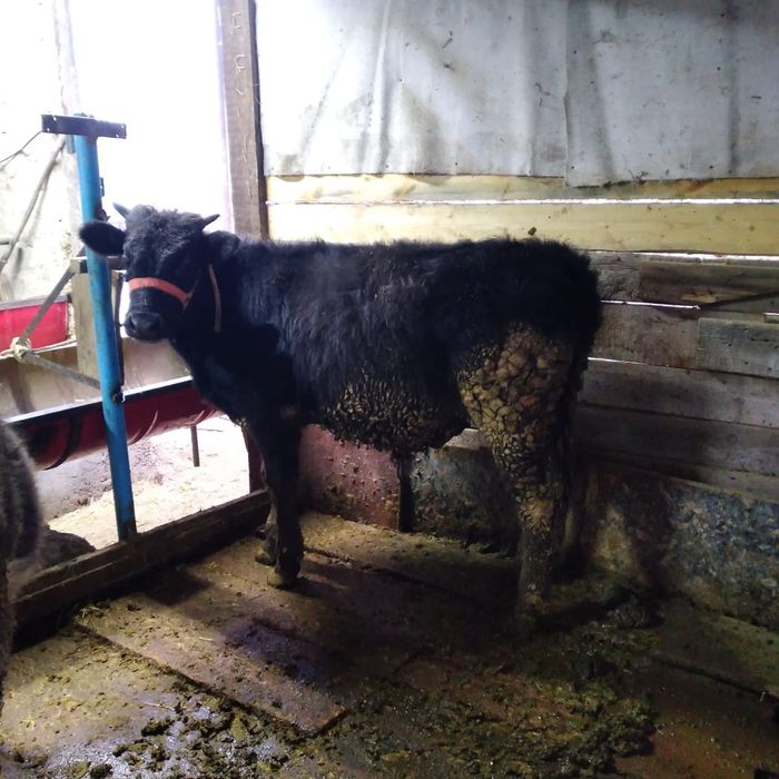 Бычки 11 месячные