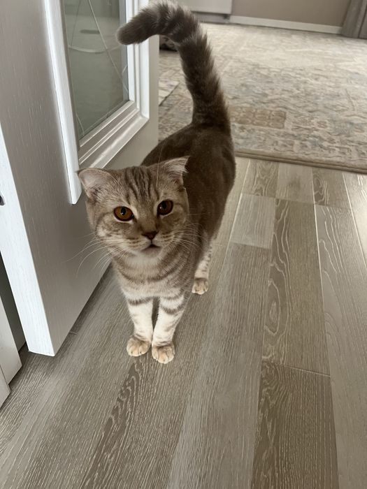 Шотландская прямоухая