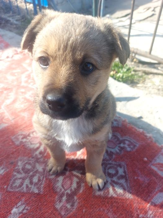 Отдам мальчика в