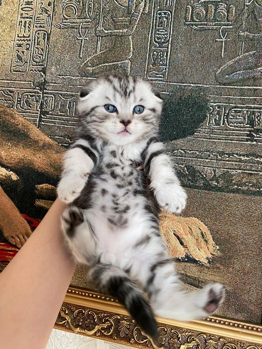 Продаются шикарные мишки