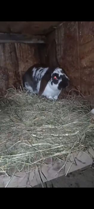 Vând iepuri de vânzare