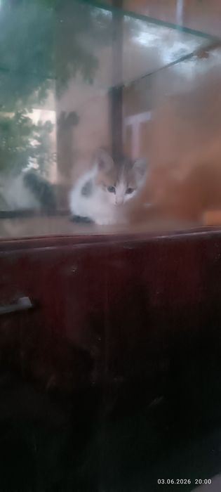 Кошка отдам даром