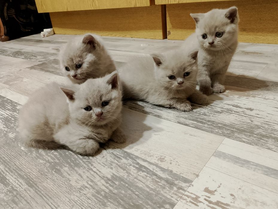 Шотландска клепоуха