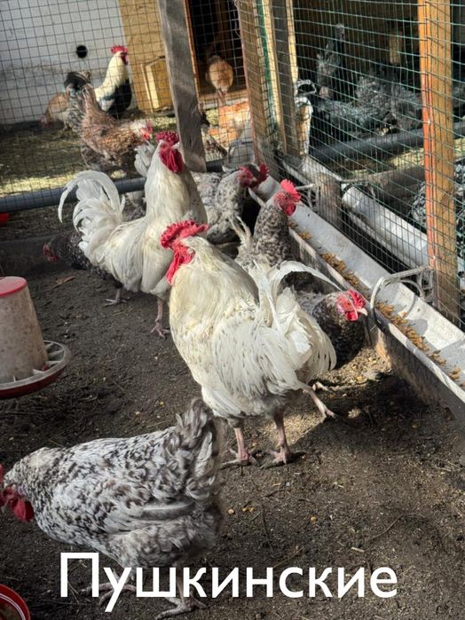 Инкубационные яйца !