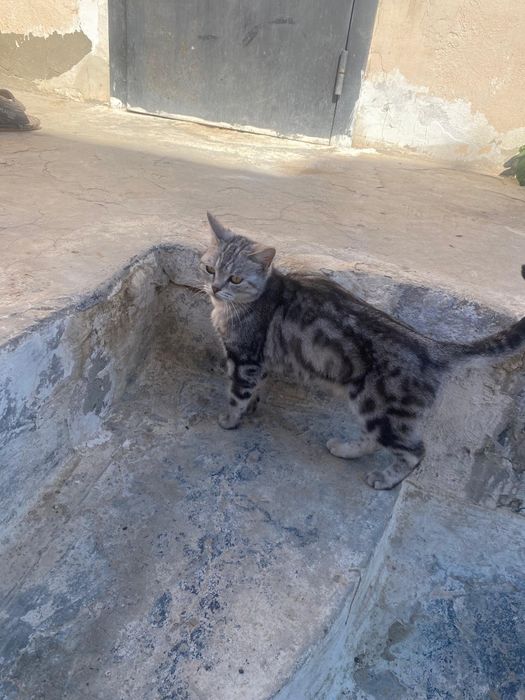 Продаётся котёнок Американский длиношерстная