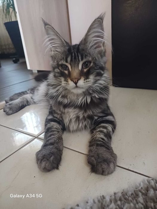 Fetita  Maine Coon cu Pedigree  si DREPT DE REPRODUCERE