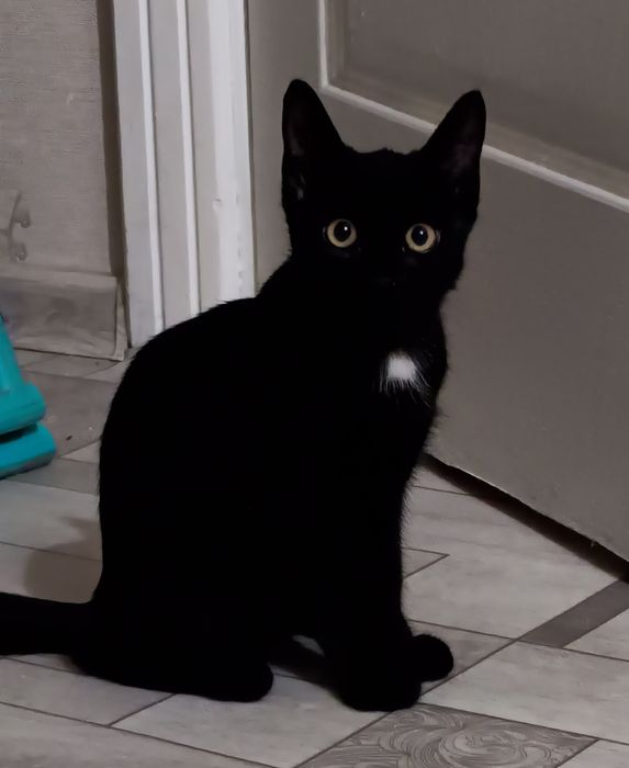 Котенок, 5 месяцев, мальчик!