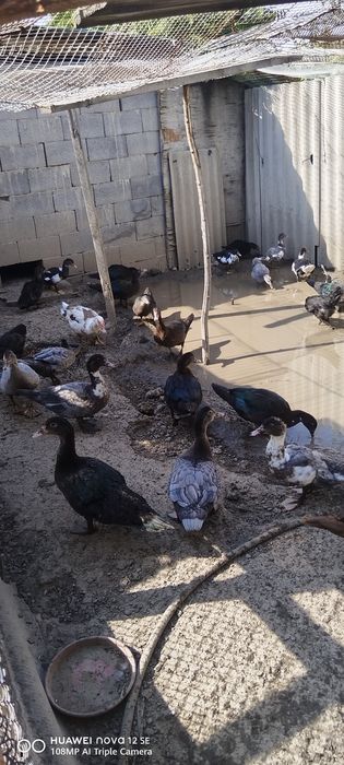 Продам молодых уток
