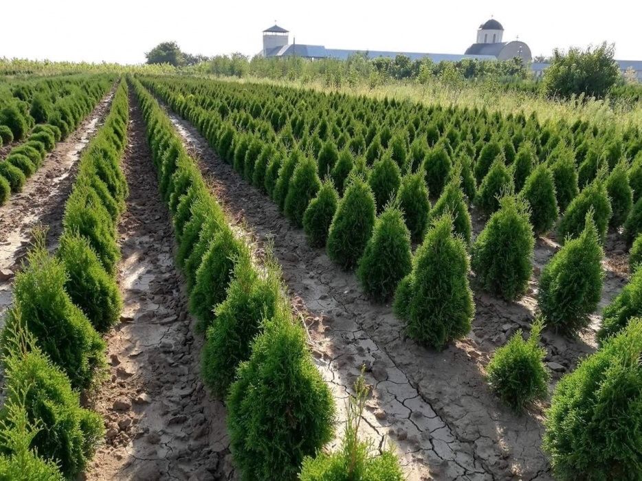 Producâtor de pomi fructiferi