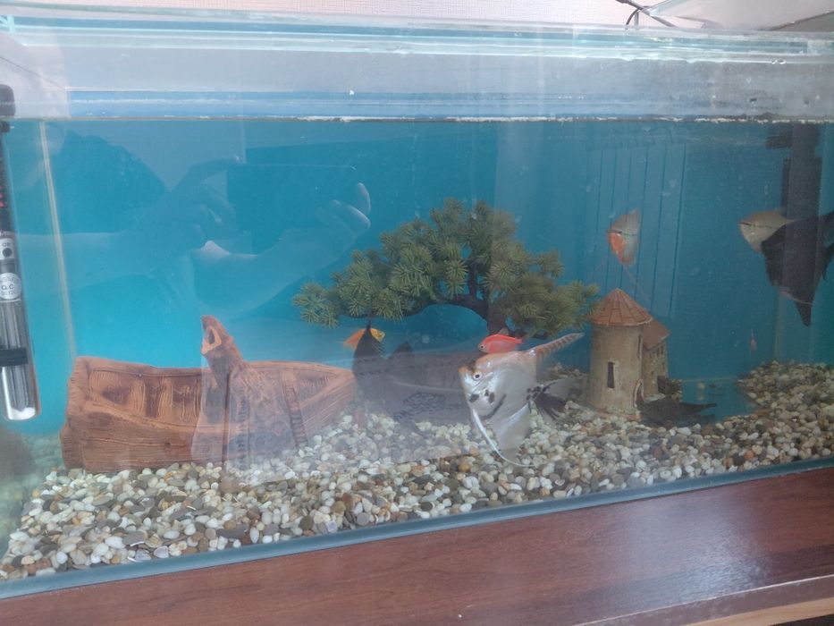 Продам аквариум с рыбками