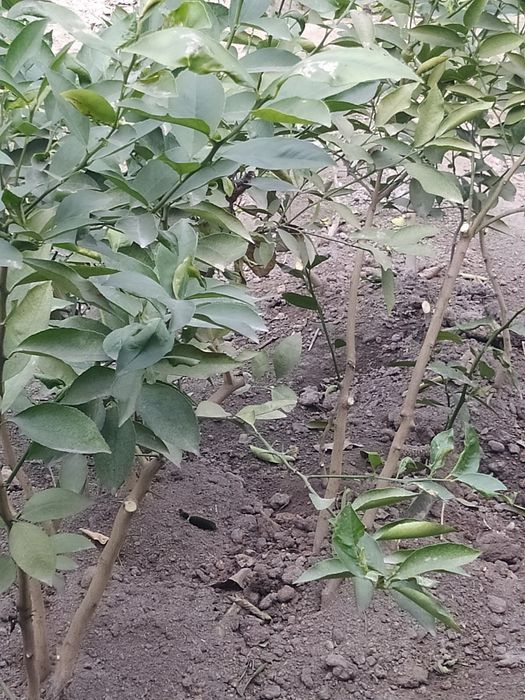 Limon ko'chatlari ishonchli