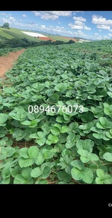 Продавам разсат ягоди