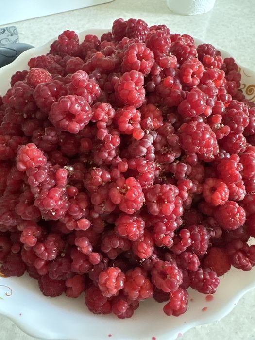 Продам саженцы Малины