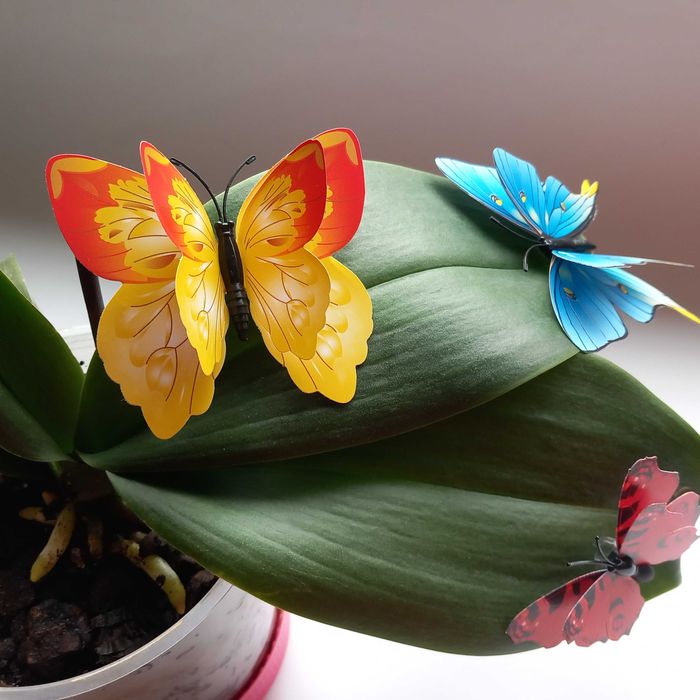 Гербери пеперуди  златна роза ефектна колекция