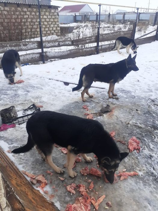 Собака Вео овчарка