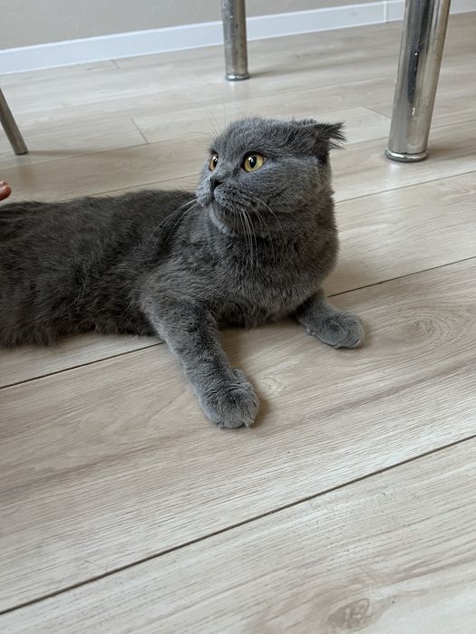 Веслоухая британская кошка