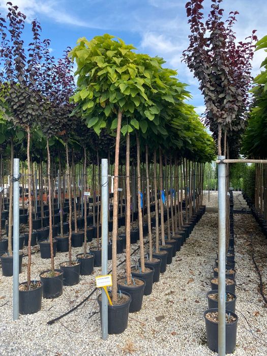 Pon pon spirala gold rider plante ornamentale