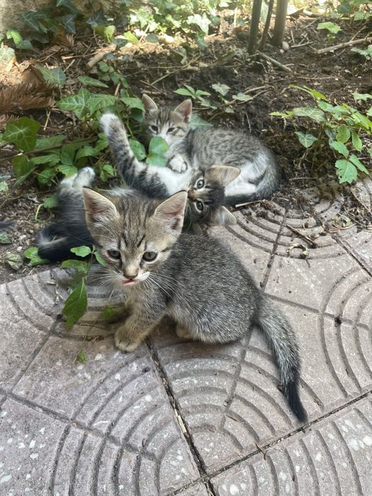 Ofer spre adoptie 3 pui de pisica, curati, jucausi