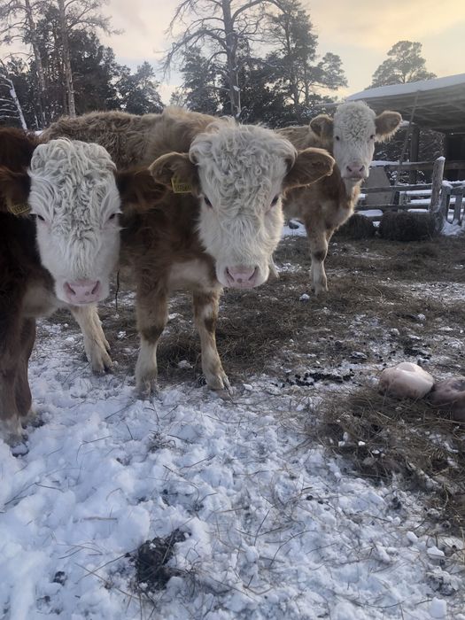 1жасар торпактар 1еркек 2ургашы
