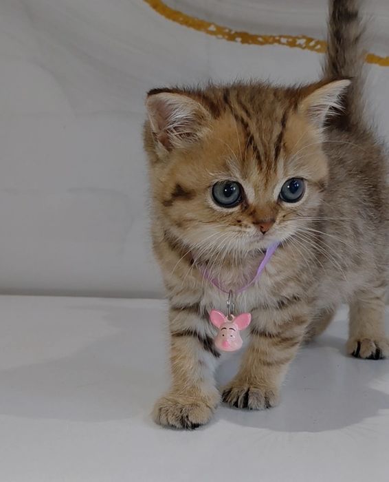 Золотая шиншилла табби
