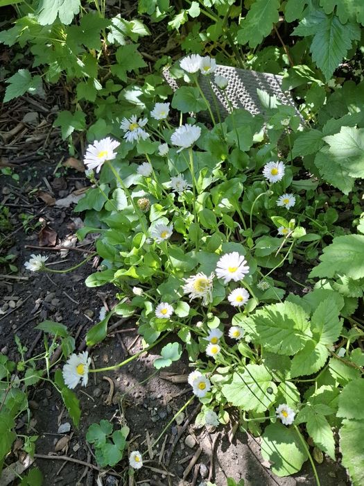 Цветы многолетнии разные