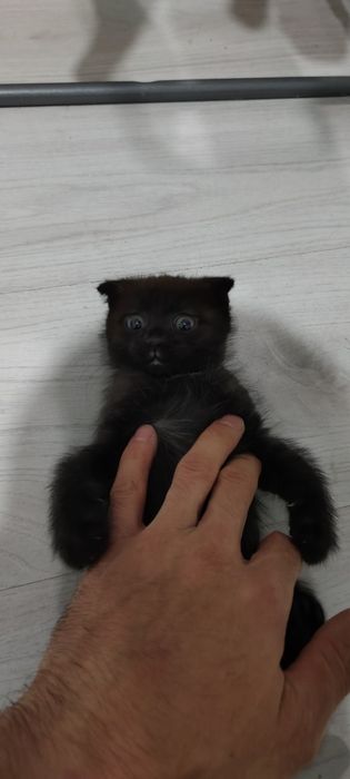 Отдам котят вислоухие 2 девочки