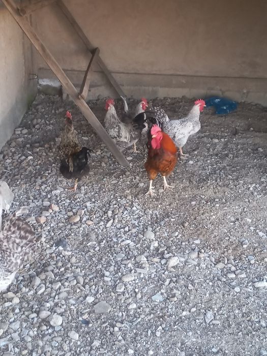 Продам петухов по 3500.