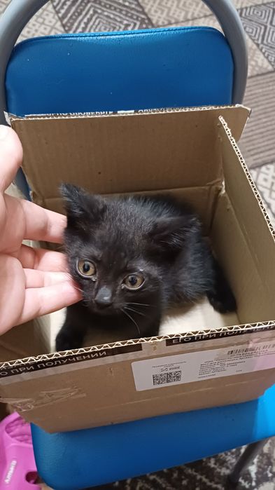 Котёнок     мальчик