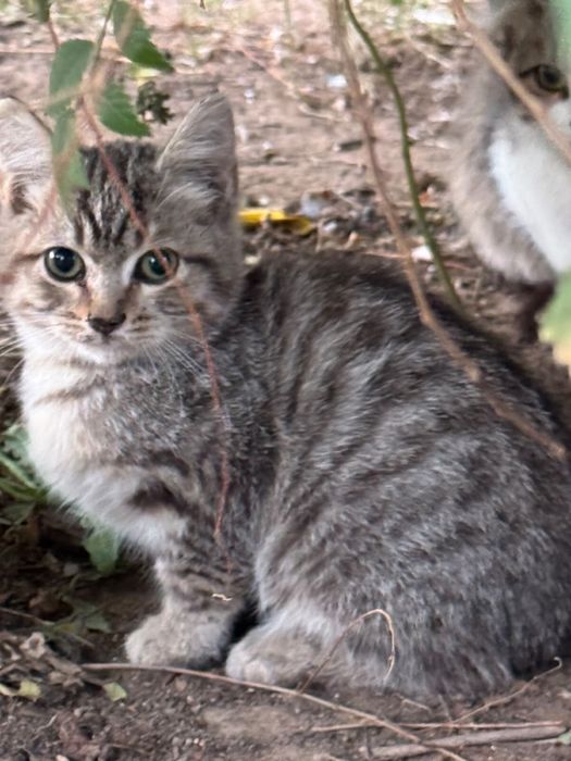 Котята бесплатно