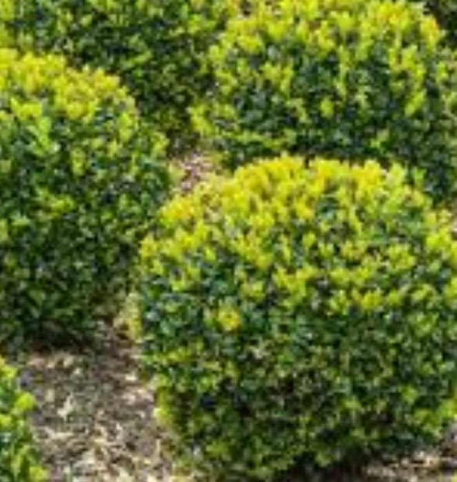 Шамшод сотилади доналаб ва оптомга