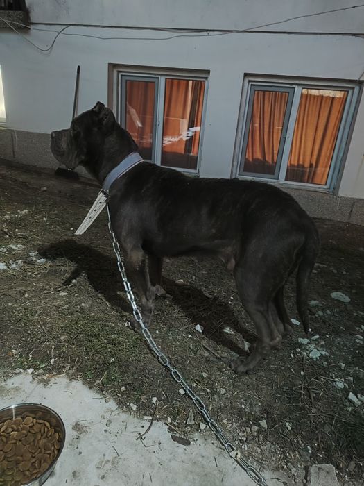 Кане Корсо Женско