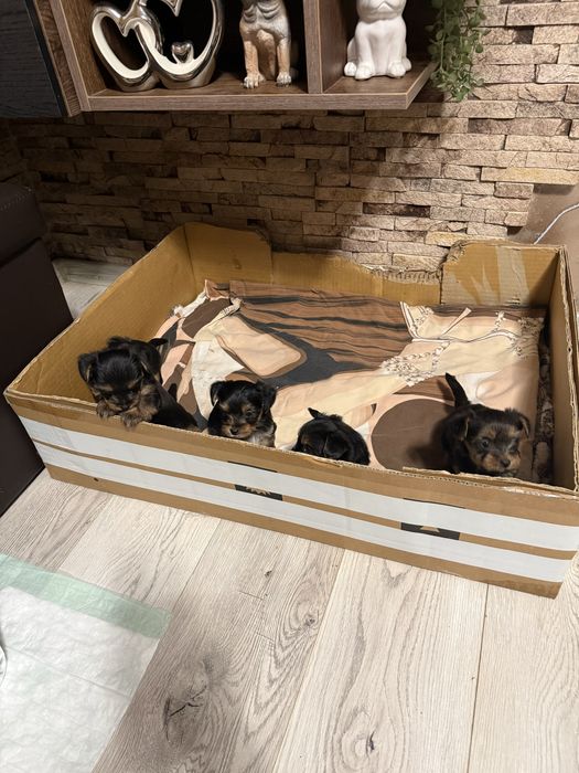 Мини Йоркширски териер