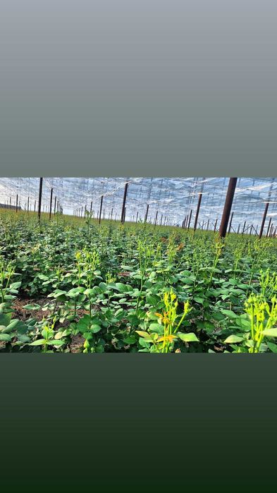 Optom gullar – Misty Bubbles