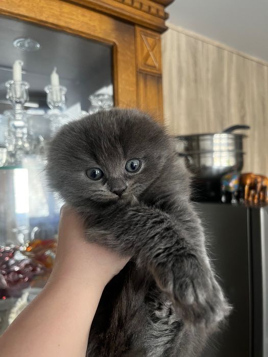 Продам котят скоттиш фолд