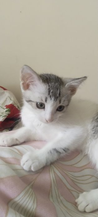 Котенок мальчик.