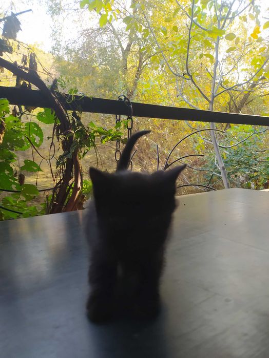 Котята крысоловы