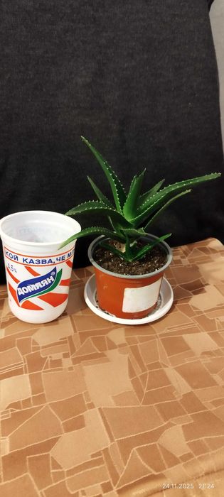 Филодендрон (Philodendron) / Сингониум (Syngonium)